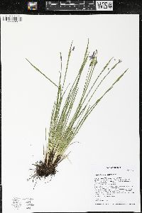 Sisyrinchium campestre image