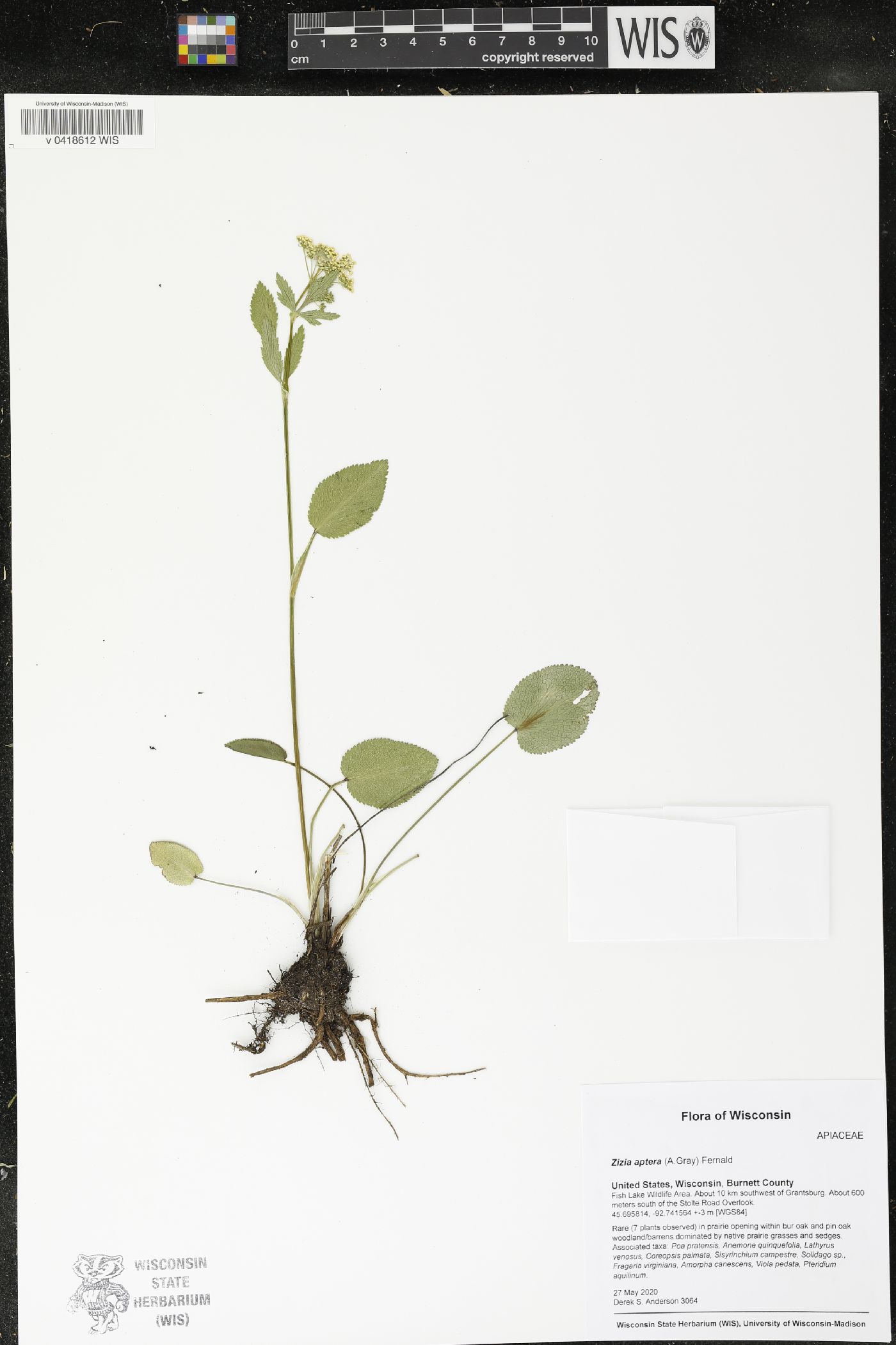Zizia aptera image