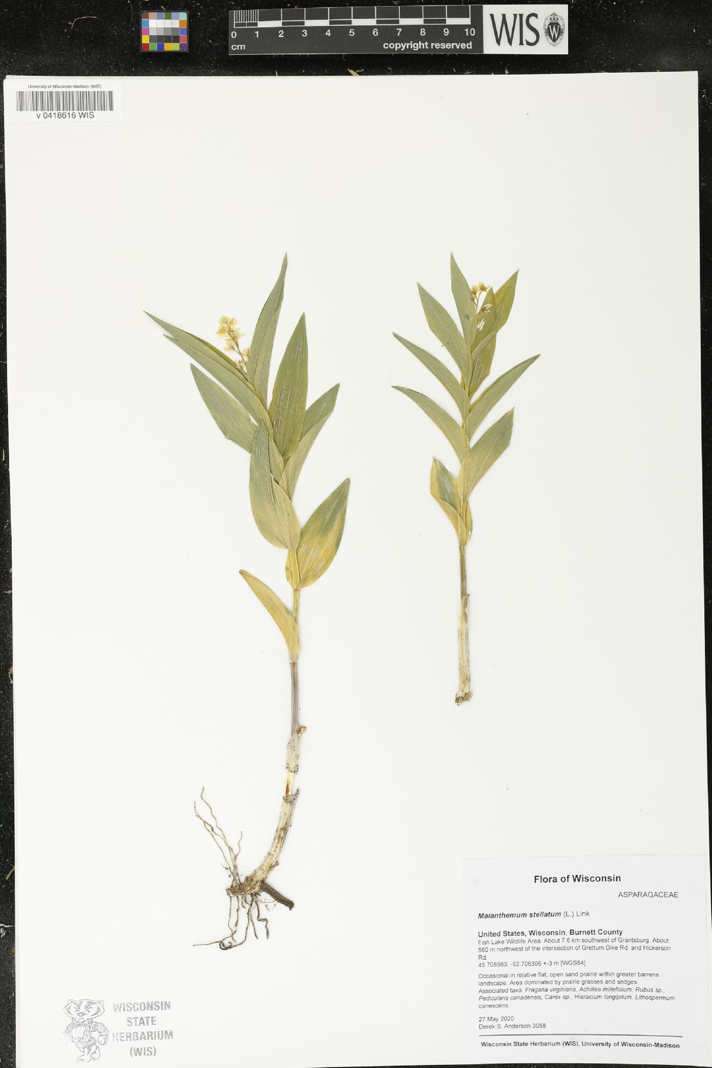 Maianthemum stellatum image