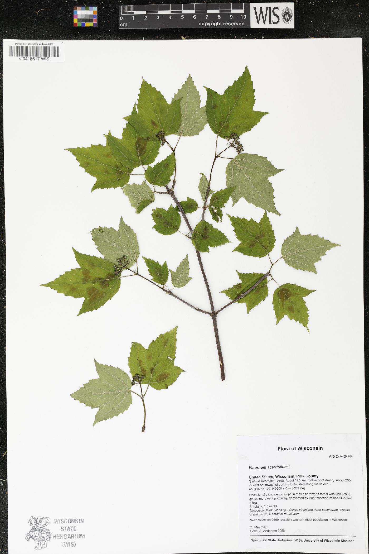 Viburnum acerifolium image