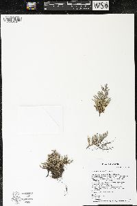 Selaginella rupestris image