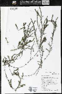 Elodea canadensis image