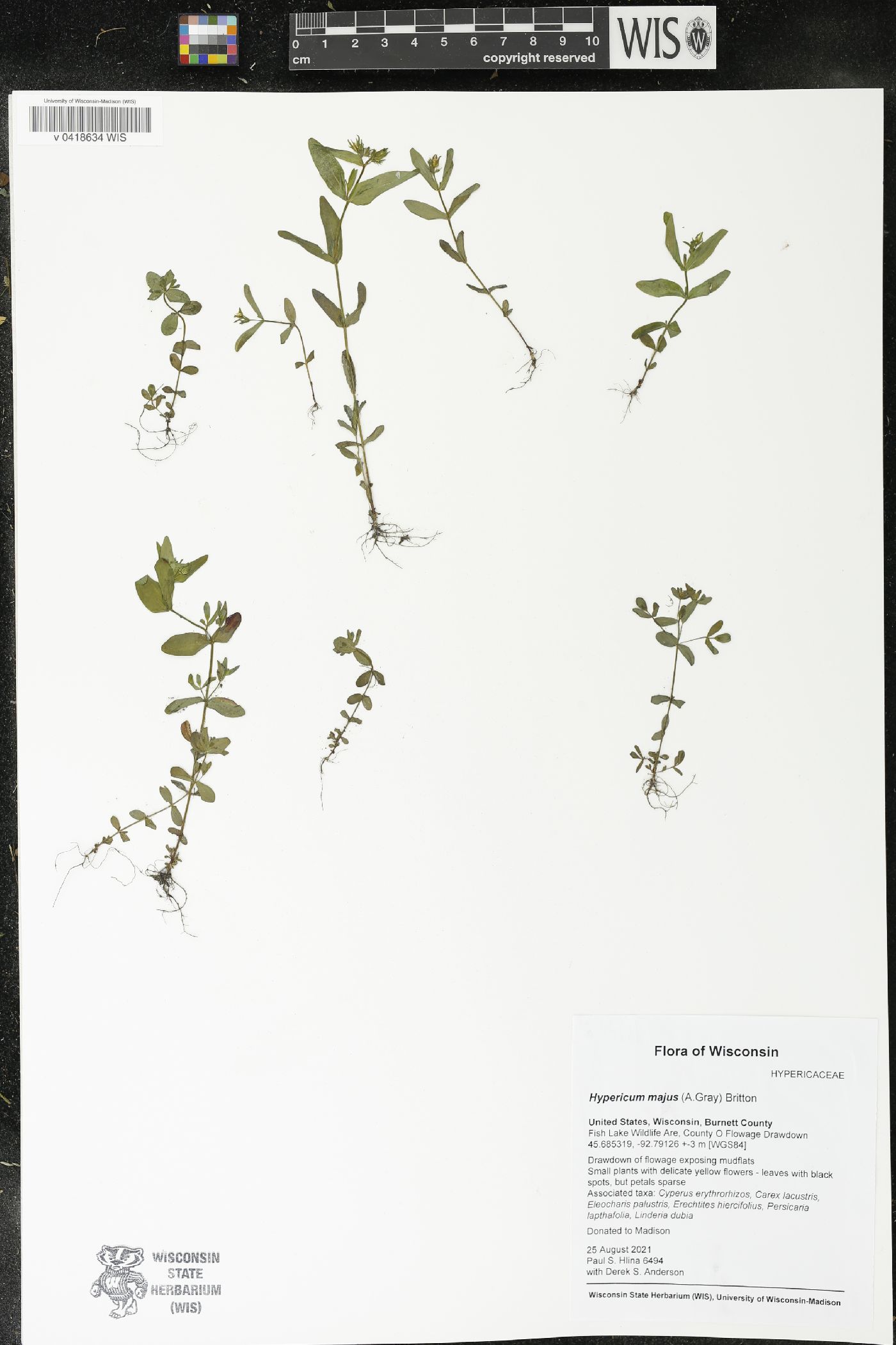 Hypericum majus image