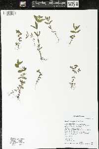 Hypericum majus image