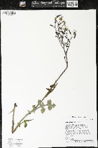 Lactuca hirsuta image