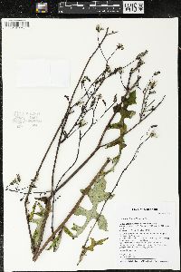 Lactuca hirsuta image