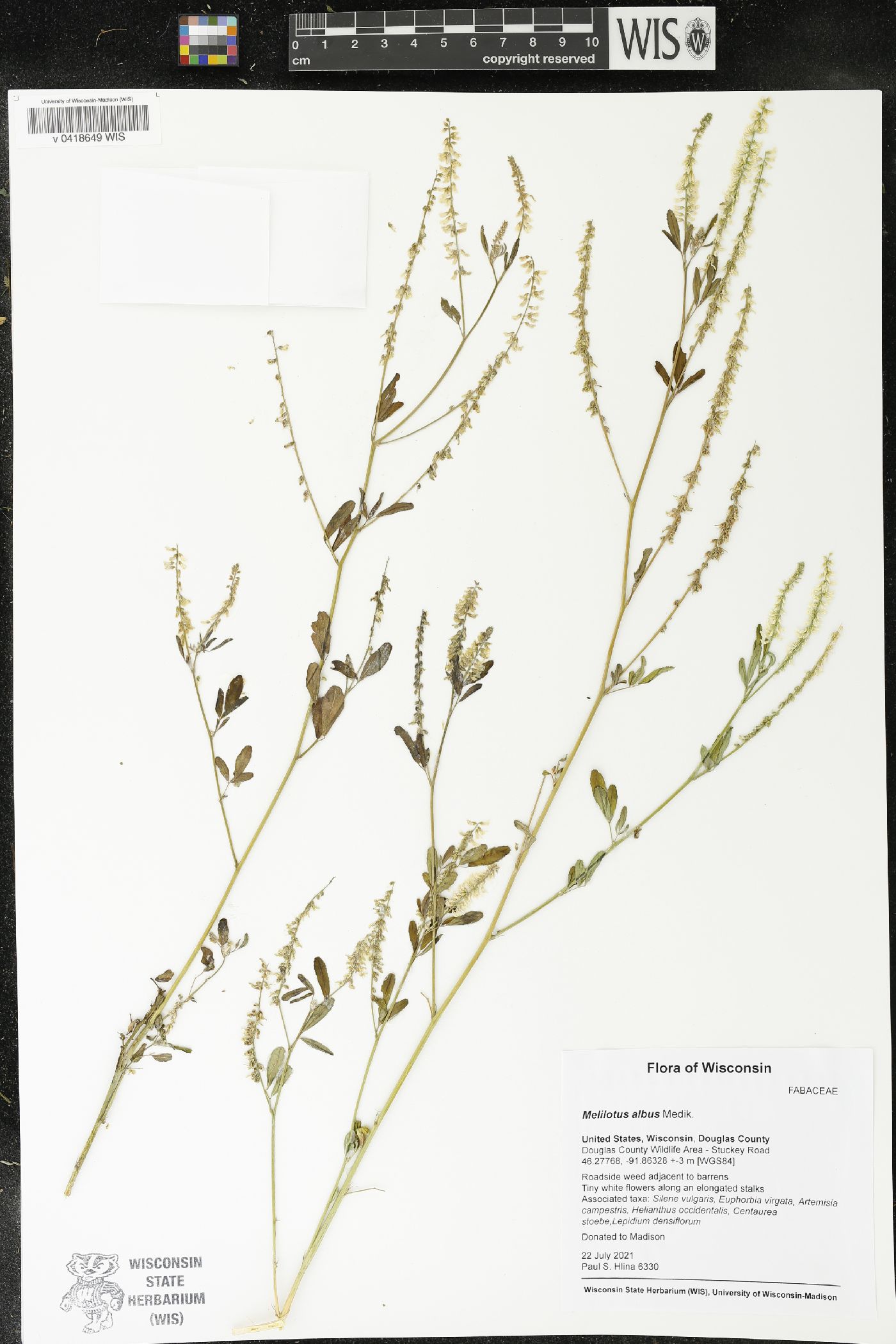 Melilotus albus image