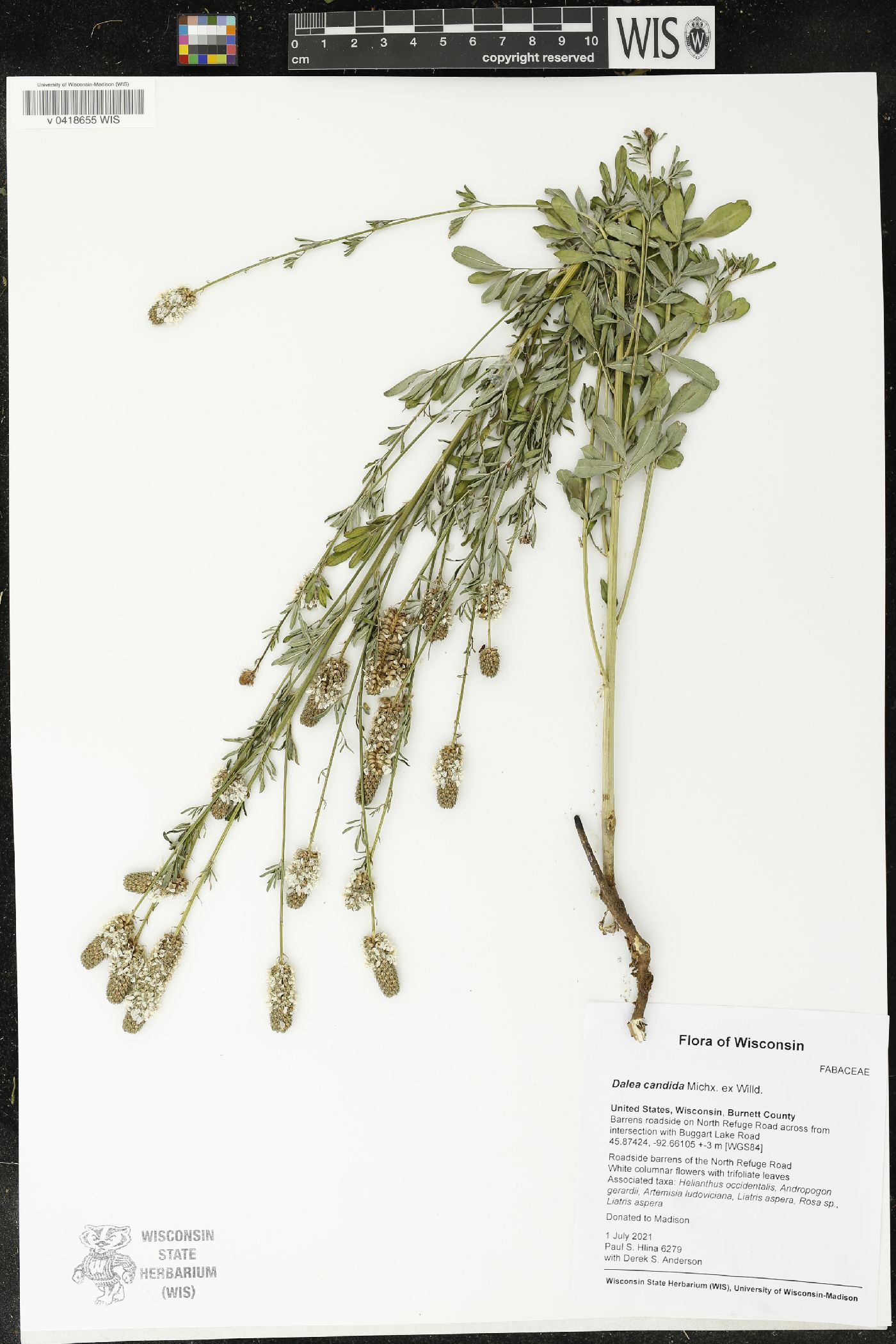 Dalea candida image
