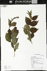 Diervilla lonicera image