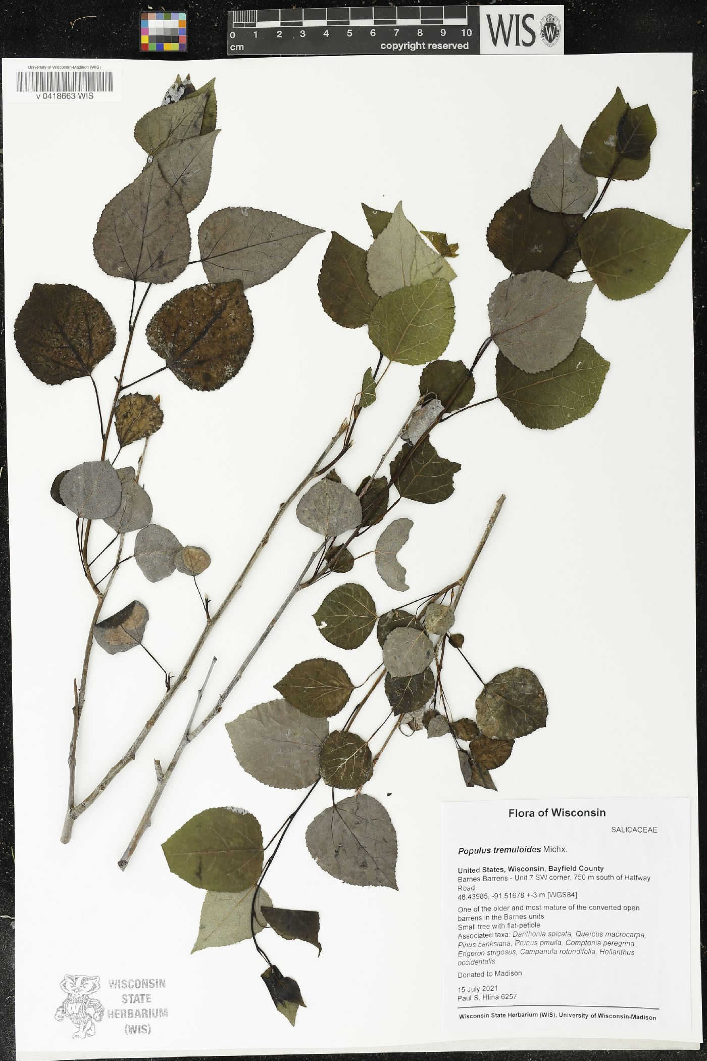 Populus tremuloides image