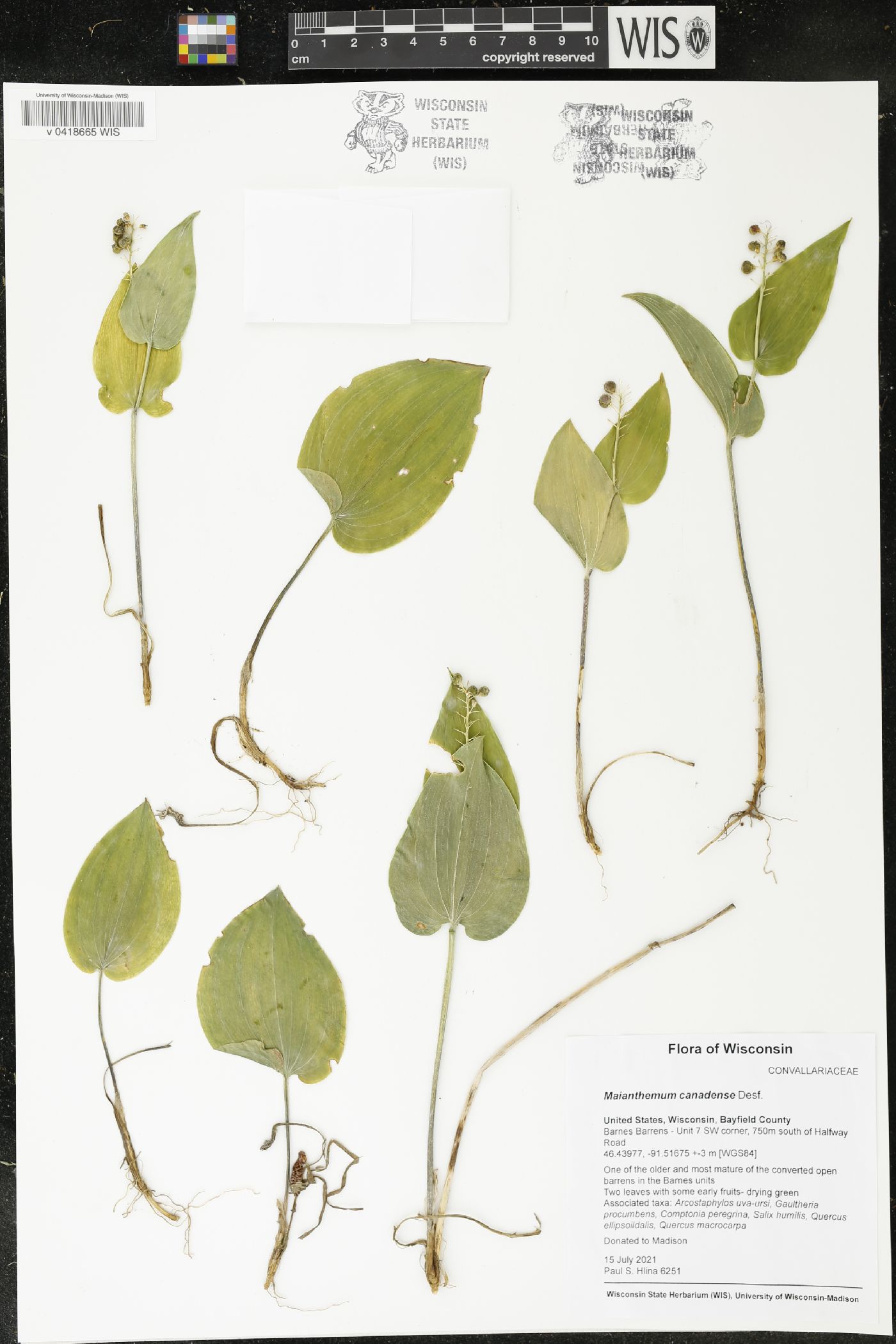 Maianthemum canadense image