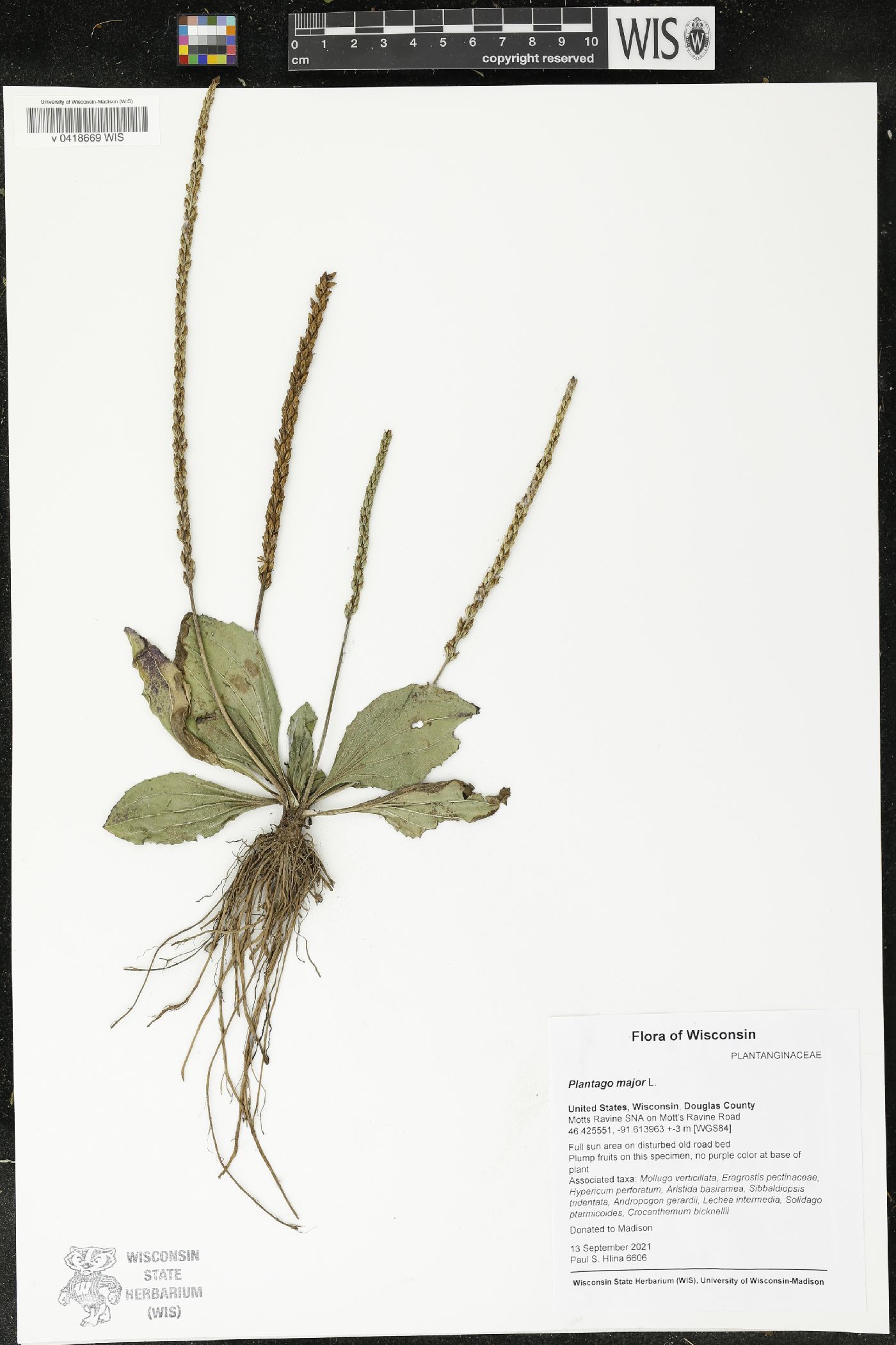 Plantago major image