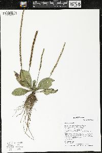 Plantago major image