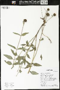 Helianthus pauciflorus image