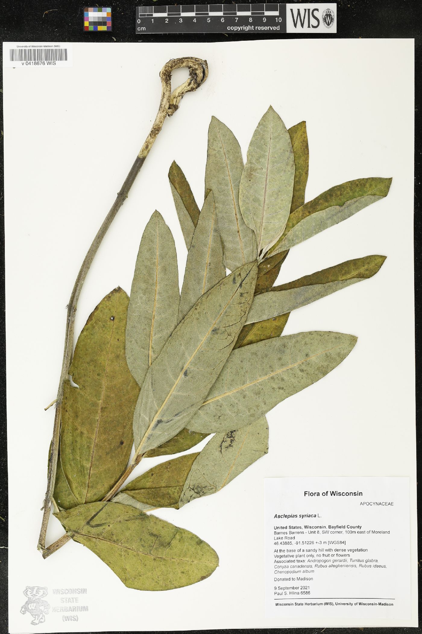 Asclepias syriaca image
