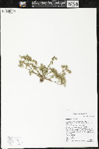 Scleranthus annuus image