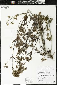 Mirabilis albida image