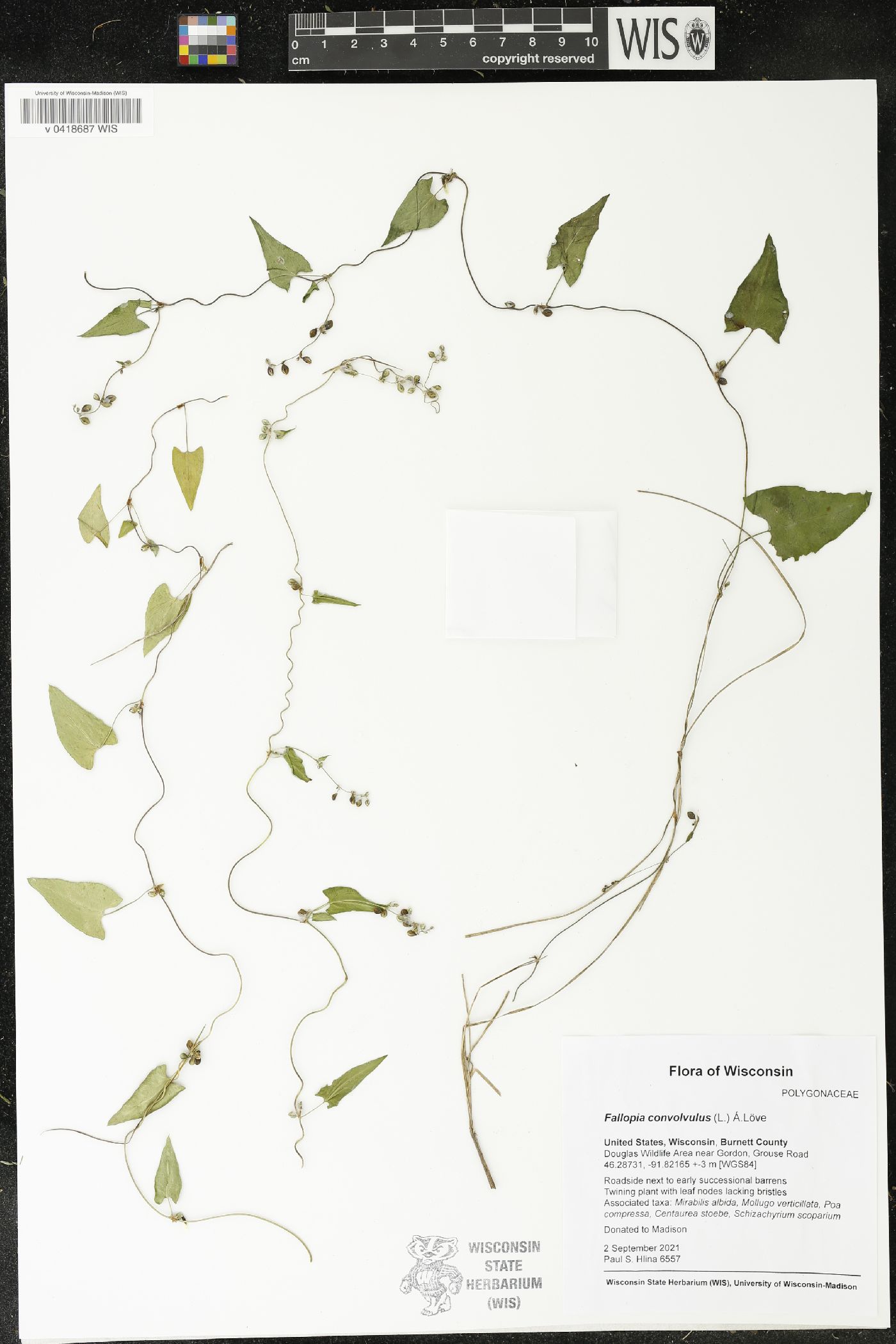 Fallopia convolvulus image