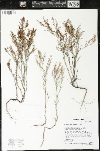 Polygonella articulata image