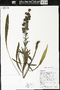 Liatris aspera image