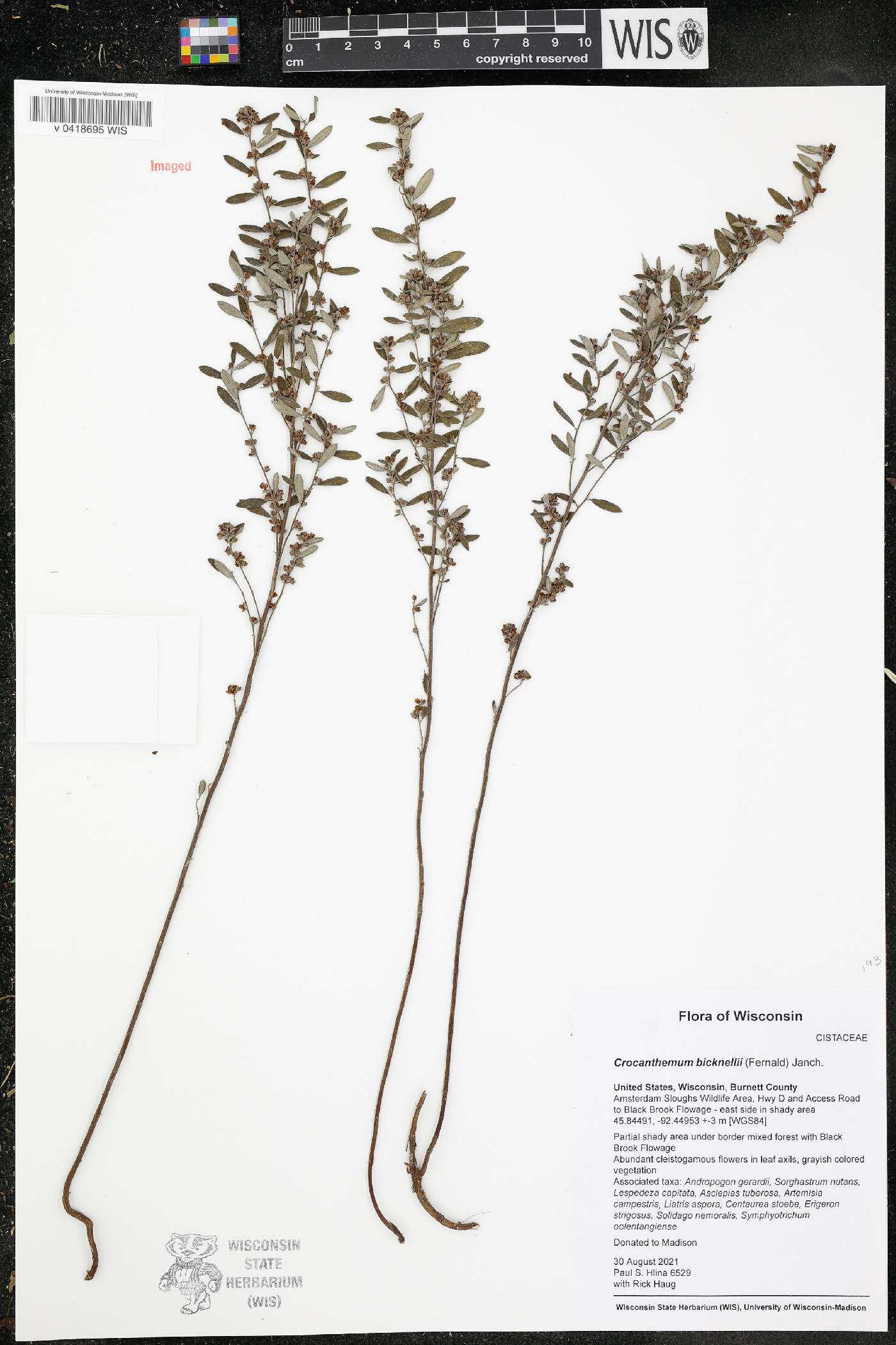 Crocanthemum bicknellii image