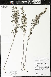 Crocanthemum bicknellii image