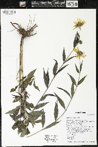 Helianthus giganteus image