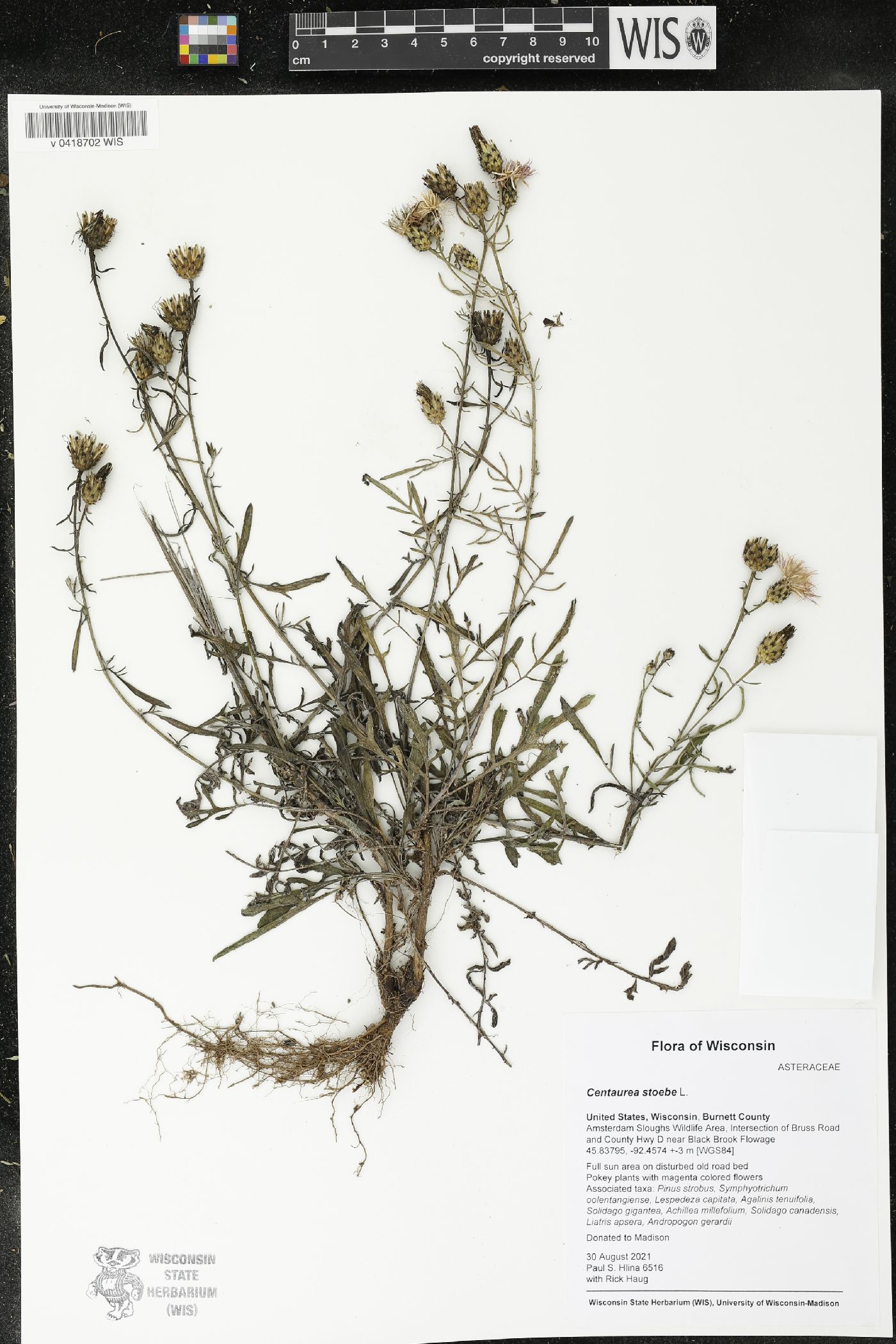 Centaurea stoebe image