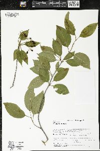 Viburnum lentago image