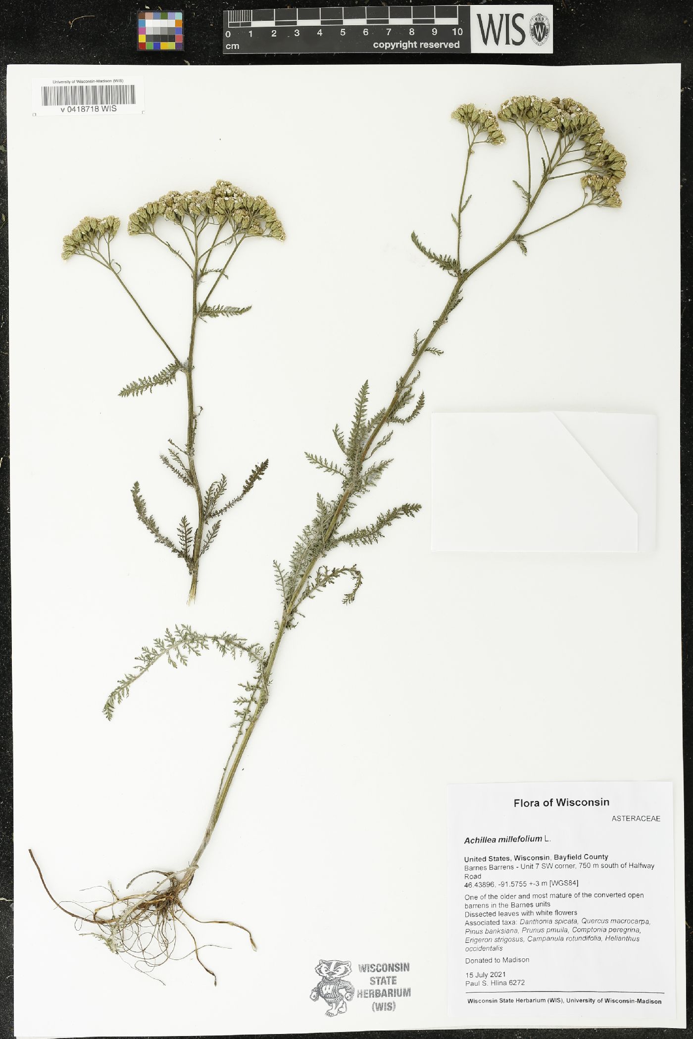 Achillea millefolium image