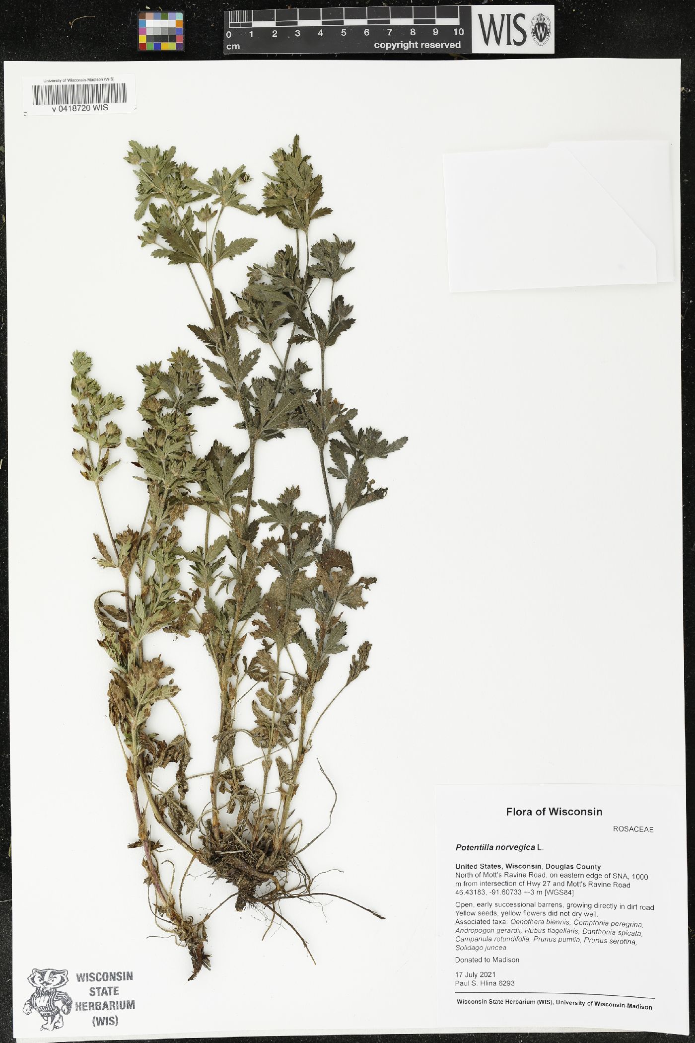 Potentilla norvegica image
