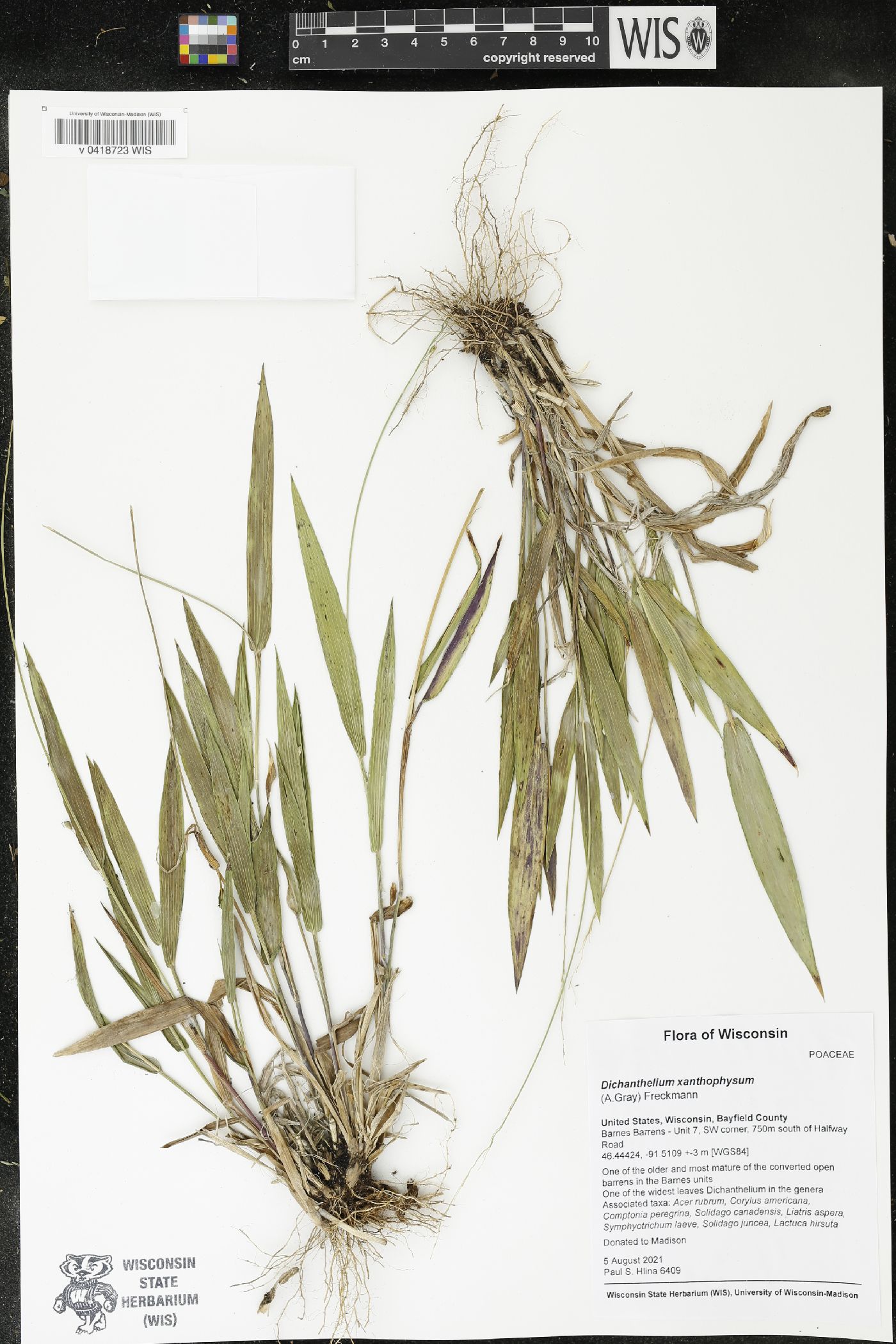 Dichanthelium xanthophysum image