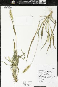 Setaria pumila image