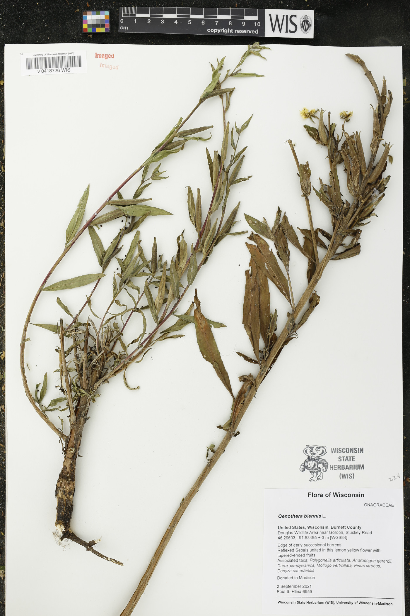 Oenothera biennis image