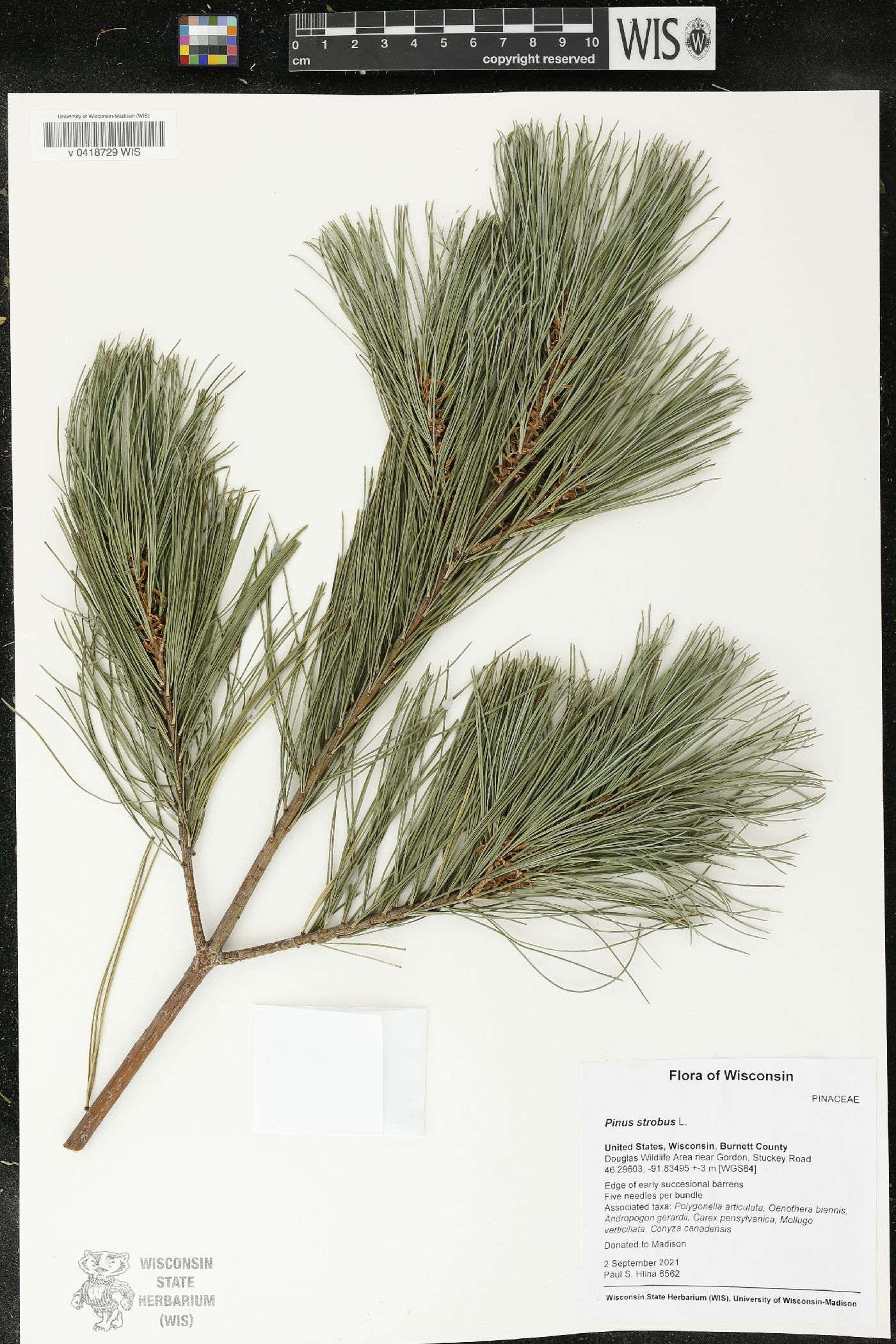 Pinus strobus image