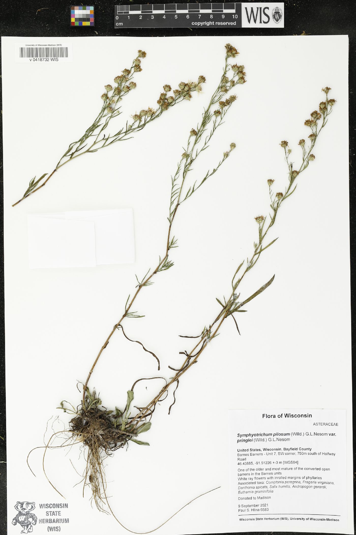 Symphyotrichum pilosum image
