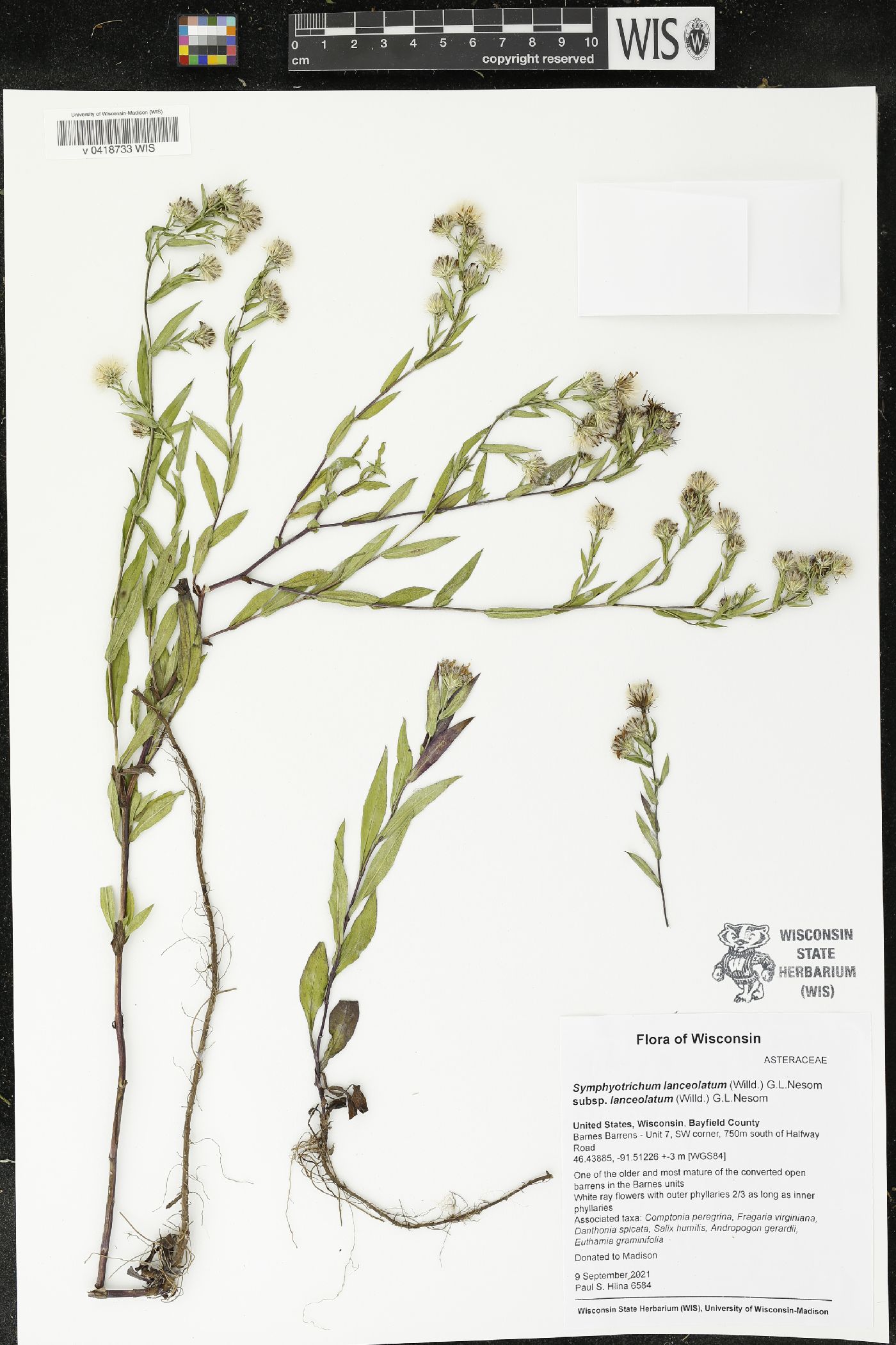 Symphyotrichum lanceolatum var. lanceolatum image