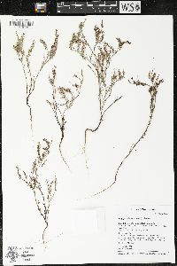 Polygonella articulata image