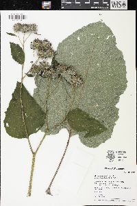 Arctium tomentosum image