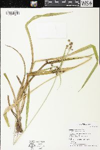 Scirpus hattorianus image