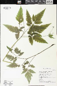 Osmorhiza claytonii image
