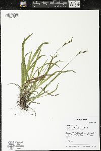 Carex hirtifolia image