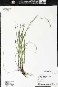 Carex woodii image