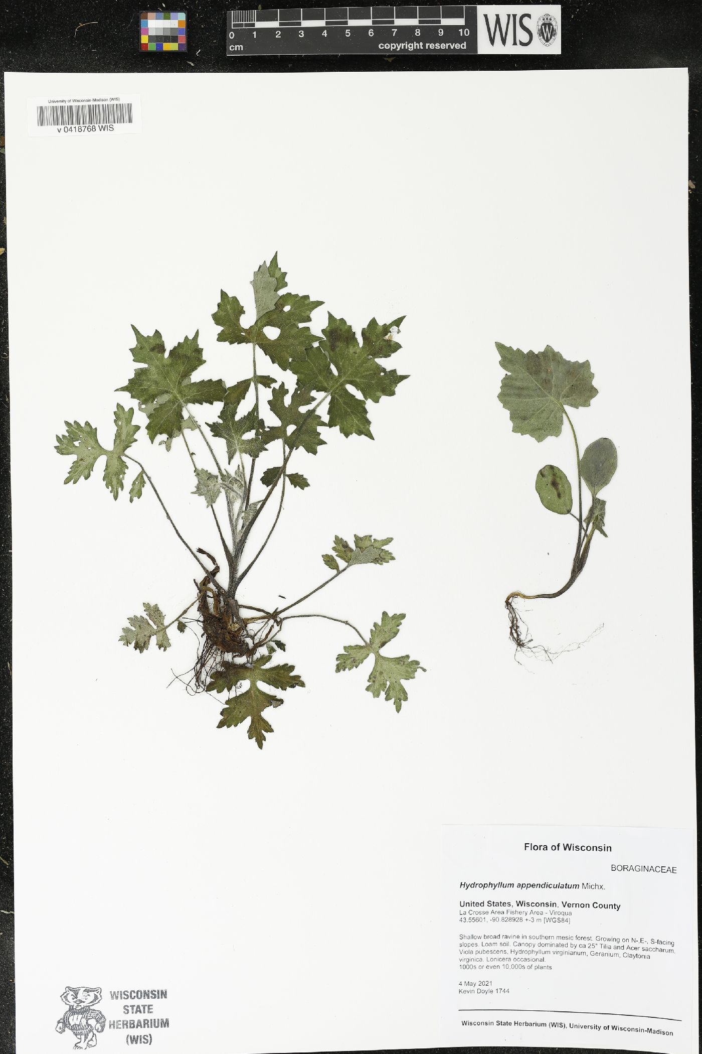 Hydrophyllum appendiculatum image