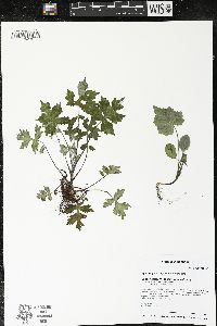 Hydrophyllum appendiculatum image