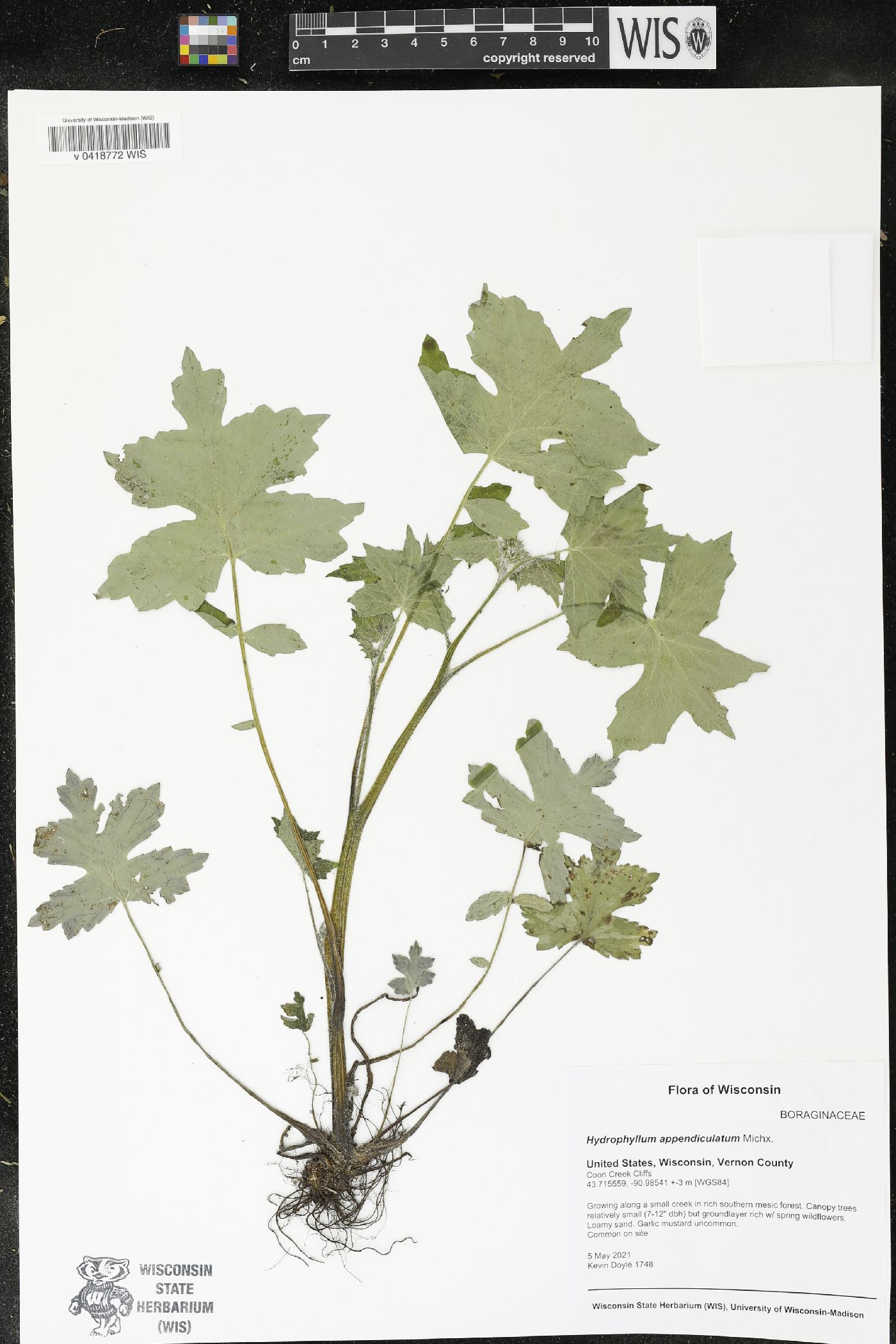 Hydrophyllum appendiculatum image