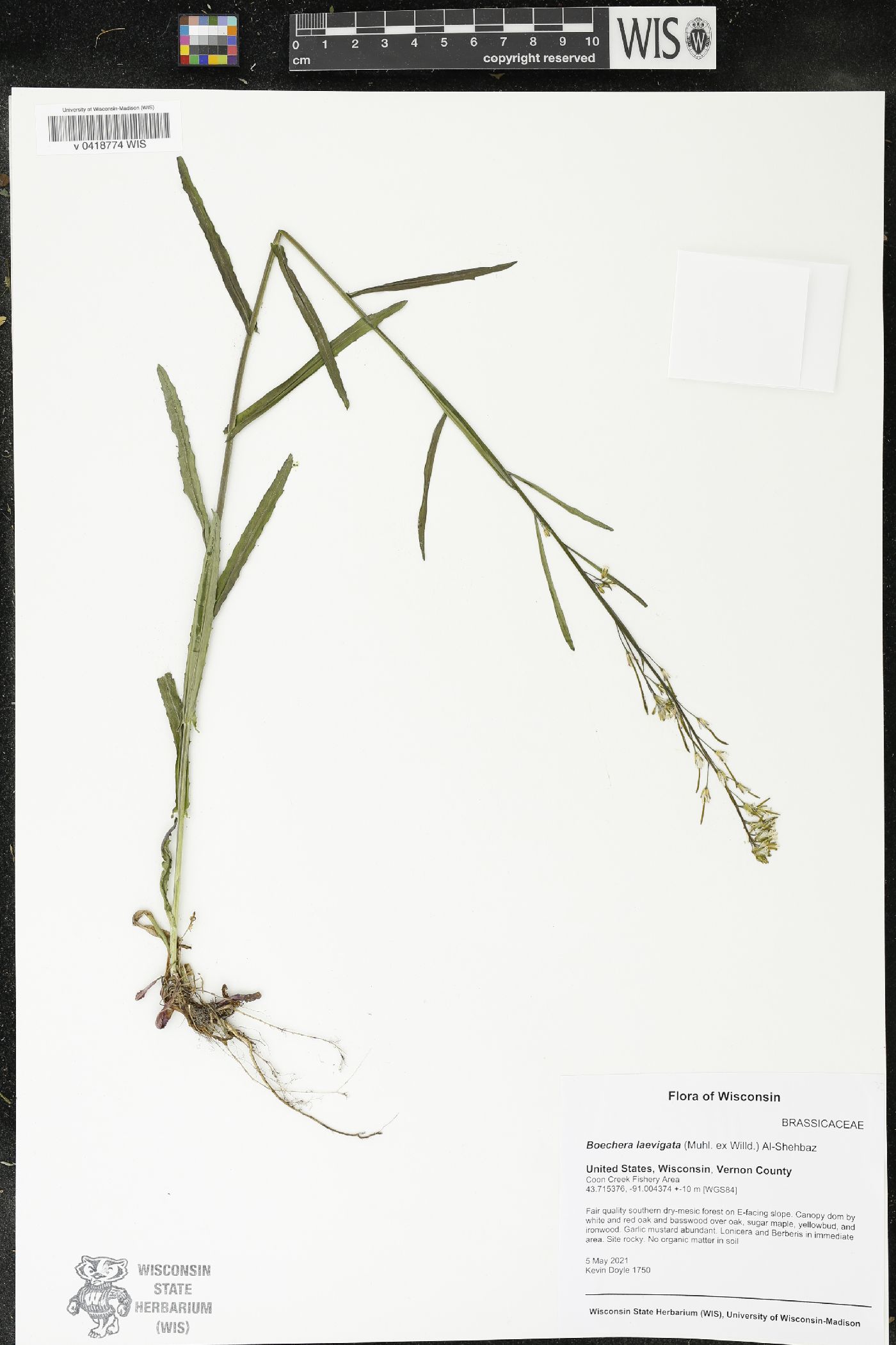 Boechera laevigata image
