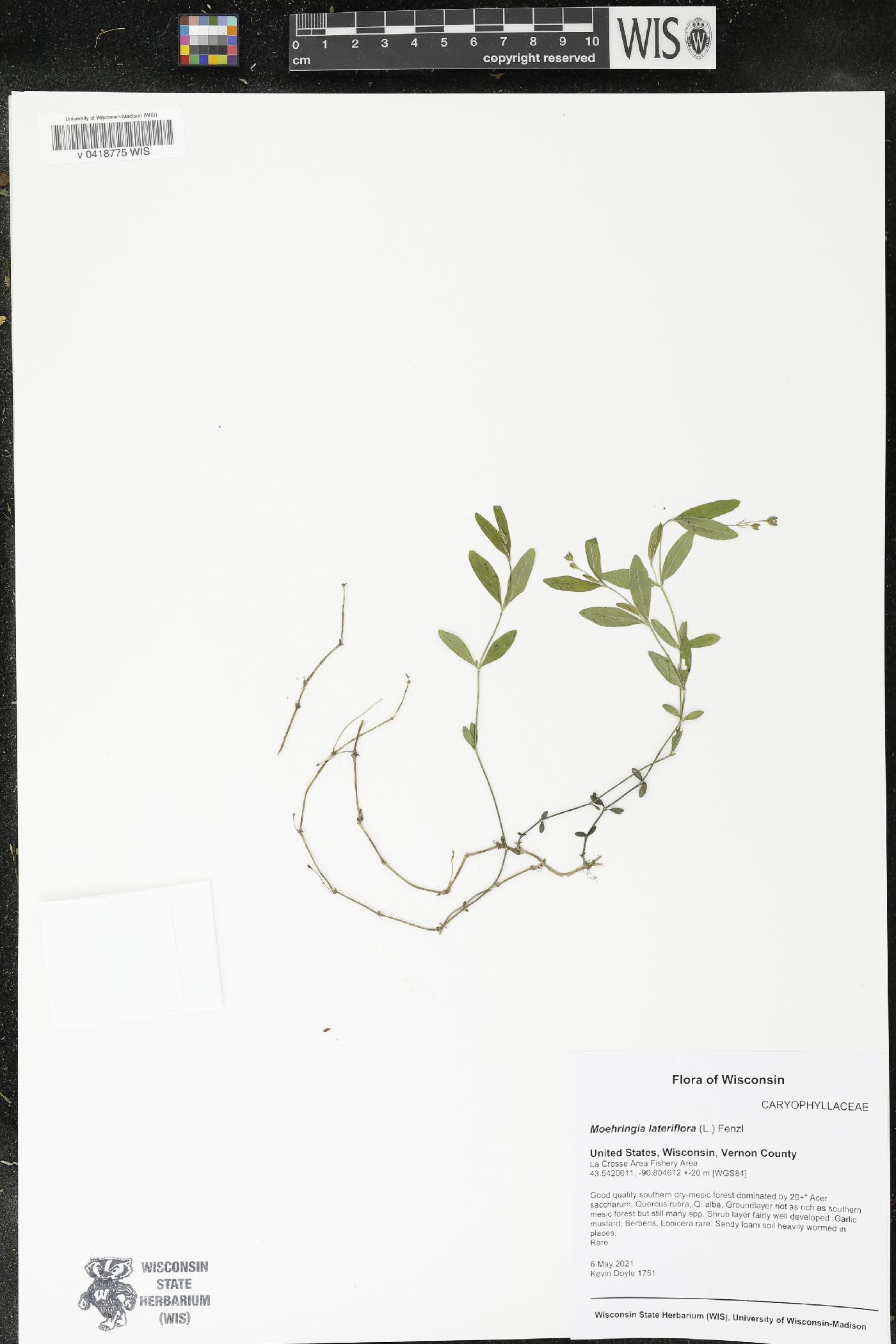 Moehringia lateriflora image