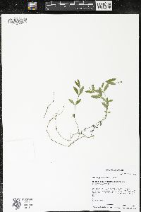 Moehringia lateriflora image