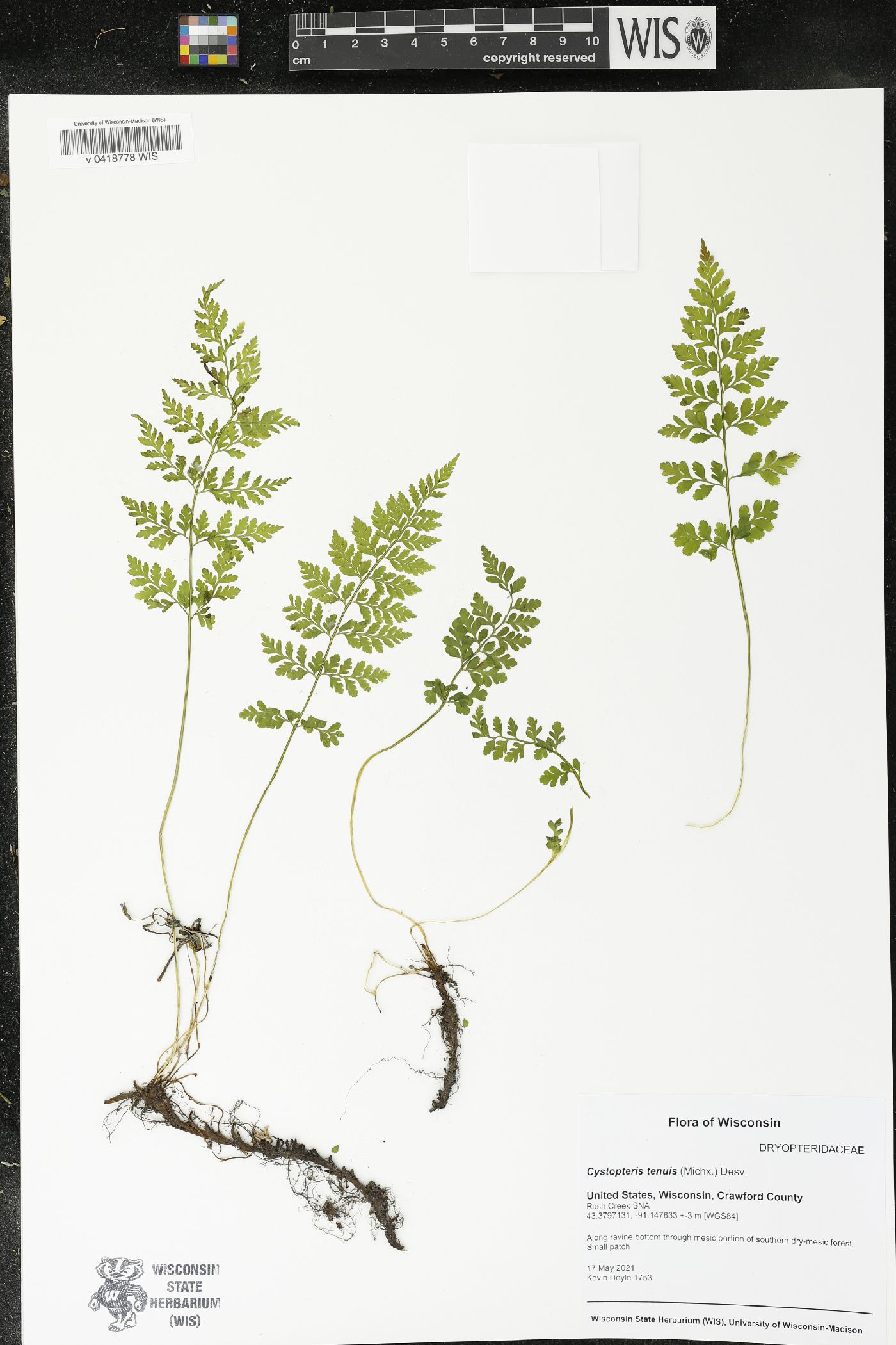 Cystopteris tenuis image